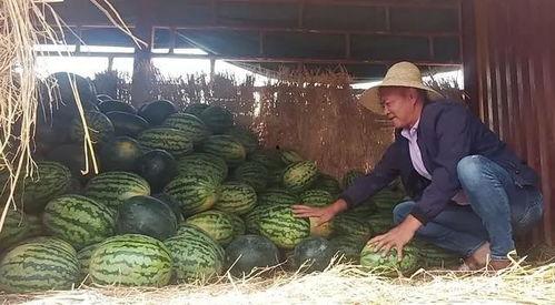 肇庆吃瓜群众网红事件,网络舆论的风暴与反思  第3张