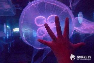 长沙美人鱼爆料视频大全,水下奇观背后的神秘故事  第3张