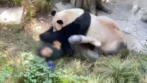 爆料熊猫事件视频,揭秘背后惊人真相  第3张