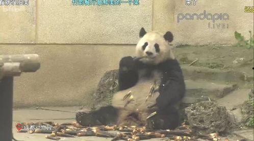 山猫爆料视频大全,揭秘幕后真相，带你走进神秘世界  第3张