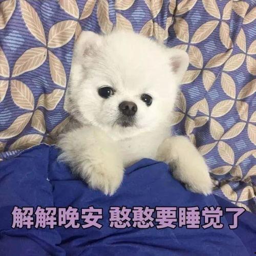 博美爆料新闻报道视频大全,视频大全揭秘热点事件幕后真相  第2张