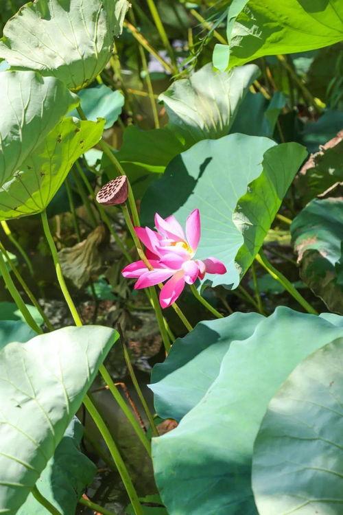 小荷花爆料神兽归笼视频,小荷花独家爆料神秘视频揭秘  第3张