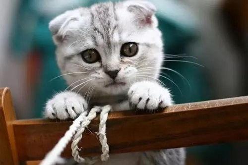 娱乐吃瓜酱折耳猫,揭秘折耳猫的神秘魅力与争议  第3张
