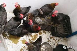 桂林鸡鸭爆料事件最新,揭露背后惊人真相，食品安全再引关注  第2张