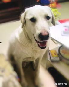 紫狗爆料视频,一窥娱乐圈幕后真相