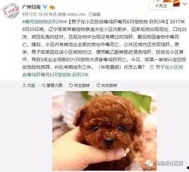 紫狗爆料视频,一窥娱乐圈幕后真相  第2张