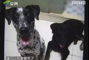 紫狗爆料视频,一窥娱乐圈幕后真相  第3张