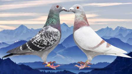 巴哥爆料奥义图视频  第3张