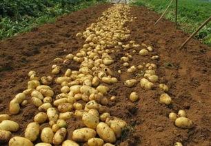 老手在线观看土豆  第2张