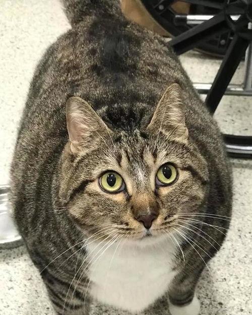 胖猫爆料人视频大全集,揭秘视频大全集背后的精彩瞬间 第3张 胖猫爆料人视频大全集,揭秘视频大全集背后的精彩瞬间 第3张