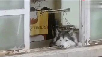 小灰灰娱乐爆料,揭秘娱乐圈最新热点事件  第2张