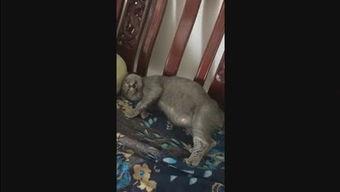 小灰灰娱乐爆料,揭秘娱乐圈最新热点事件  第3张