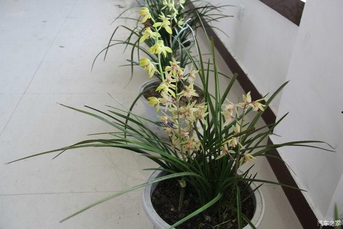 兰花姐姐爆料视频,揭秘娱乐圈幕后真相 第3张 兰花姐姐爆料视频,揭秘娱乐圈幕后真相 第3张