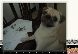 巴哥策划爆料视频,揭秘幕后精彩瞬间  第1张