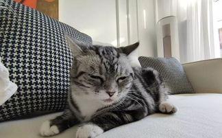 罗小猫猫子闺蜜爆料视频,揭秘背后惊人真相