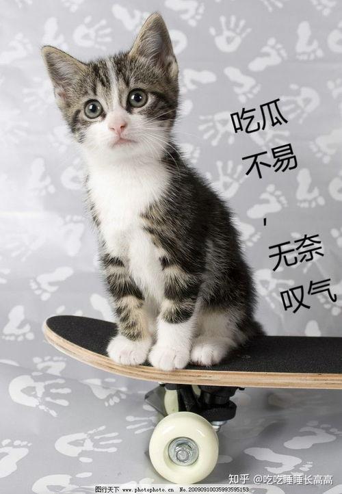 罗小猫猫子闺蜜爆料视频,揭秘背后惊人真相  第2张